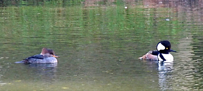 [The two birds sit in the water with both beaks facing to the right. The female is on the left and has her head tucked to her body and it appears her eye is closed. The male on the right with his head upright and the yellow eye prominently displayed in the black section of his head. The front of his body is white then there is a black stripe and then another white section before becoming brown in the back. The top of his back is black and the further section of the back is black and white stripes which extend the same direction as his spine.]